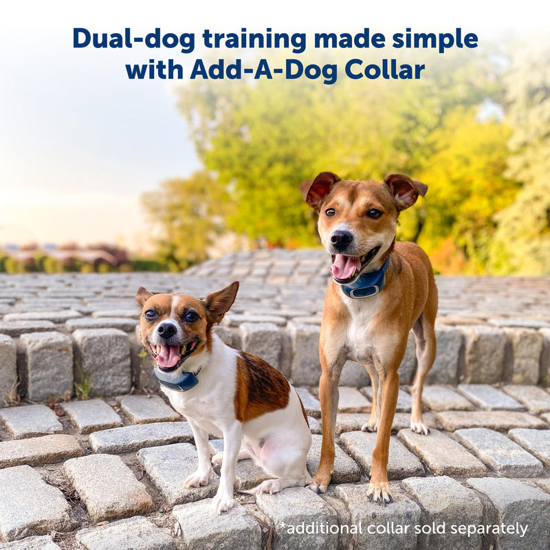 PetSafe 300 Yard Remote Training Collar – Choose from Tone, Vibration, or 15 Levels of Static Stimulation – Medium Range Option for Training Off Leash Dogs – Waterproof and Durable – Rechargeable 1 Dog For Medium/Large Dogs - PawsPlanet Australia