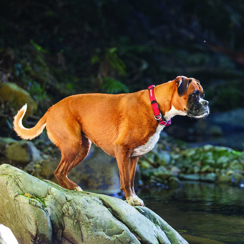 EzyDog Double Up Premium Nylon Dog Collar with Stitching - Double D-Rings for Superior Strength, Safety, and Comfortability - Non-Rusting and Includes an ID Attachment (Medium, Corduroy) m - PawsPlanet Australia
