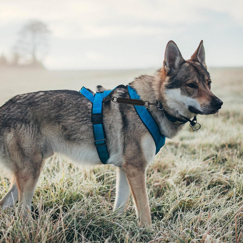 Dog Collar Safety Clip, Double Ended Prong Collar Safety Strap Backup Clasp Dog Harness Leash Connector Collars to Vests for Hiking Walking and Running - PawsPlanet Australia