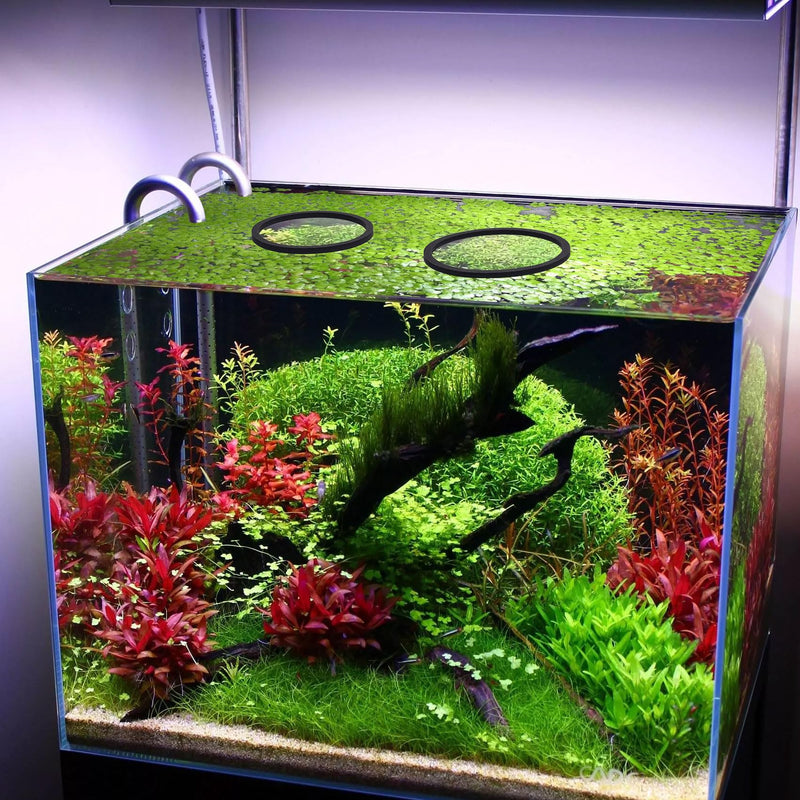 PAGOW 5pcs Fish Feeding Rings Set, Floating Aquarium Plant Corral, Round Fish Feeder Rings for Fish Tank, Floating Plant Ring, Fish Tank Aquarium Accessories for Betta (Black) Black(round) - PawsPlanet Australia