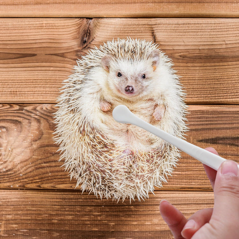 2 Pcs Pet Toothbrush for Hedgehog Small Animal Toothbrush Mini Head Soft Bristles Gentle Pet Toothbrush for Small Pets Dental Care Hedgehog Supplies Hedgehog Grooming Accessories (2 Pack) 2 Pack - PawsPlanet Australia
