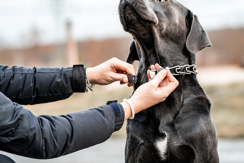 Herm Sprenger Dog Training Prong Collar with Quick Release Cliclock Buckle and Swivel Ring | Adjustable Length Stainless Steel Collar Made in Germany for Large Dogs up to 20" Neck (3.2mm Prongs) 25in (up to 20" neck) x 3.2mm Links - PawsPlanet Australia