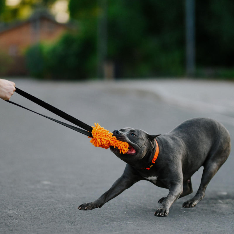 Dingo shaggy toy for dogs, soft nubby-textured, noodle plush that dogs love to play and cuddle with, tug toy with bungee strong shock tugger for dog training, agility sport, tug of war 9-18in orange 15673 - PawsPlanet Australia