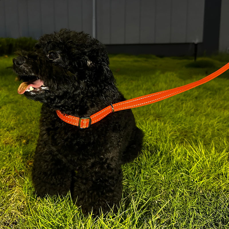 MayPaw Slip Lead Dog Leash, 3/4" Wide Reflective Nylon Training Lead with Padded Handle, 6 FT Flat Pet Leash for Groomers, Shelters, Rescues, Vets or Doggy Daycares 6 FT x 3/4" Wide black - PawsPlanet Australia