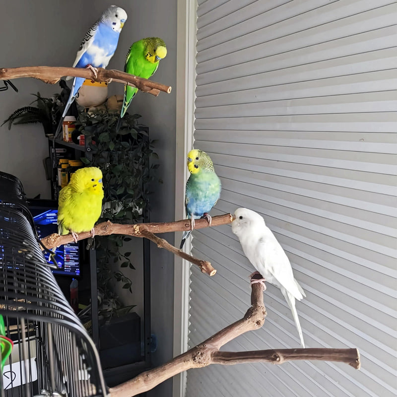PINVNBY 2Pcs Wood Perches for Bird Cage,Natural Parrot Stand Branch Parakeet Paw Grinding Sticks Standing Grape Pole for Lovebirds Budgies Cockatiels Finches ?2 PCS?
