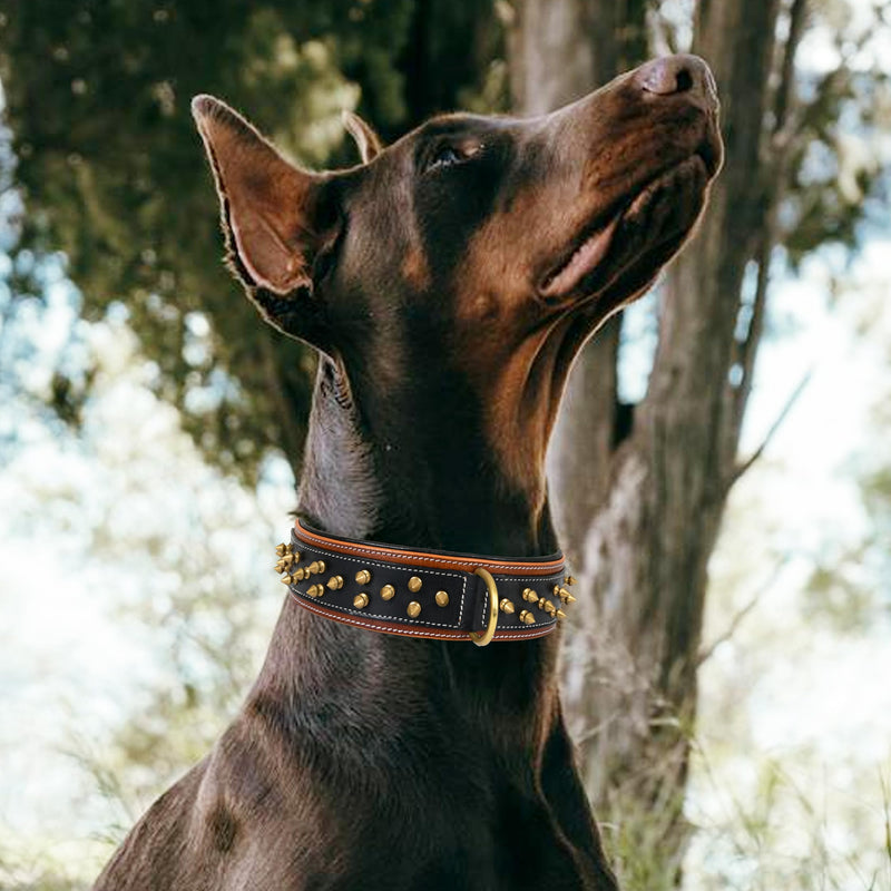 Genuine Leather Dog Collar by Leatherific, Premium Bridle Leather, Heavy Duty, Padded, Strong, Screwed Spikes, Medium, Large, Extra Large Breeds, 2" Wide (Charcoal, Neck Size 22"-26") Charcoal Neck Size 22"-26" - PawsPlanet Australia