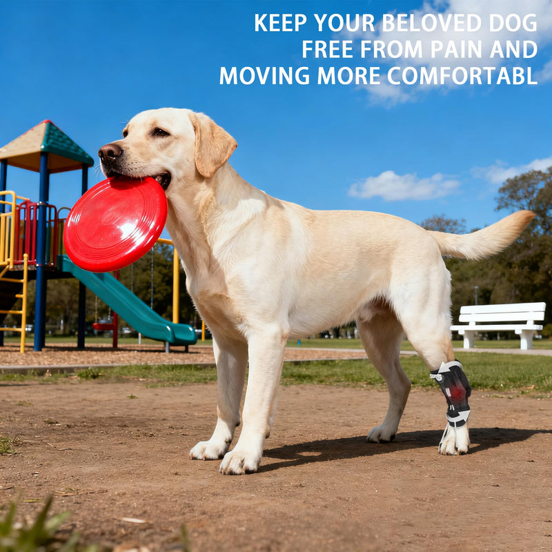 Dog Knuckling Brace, Dog Toe Grips for ACL Injury, Hock Fracture, Arthritis & Meniscus Tears, Rear Legs, L