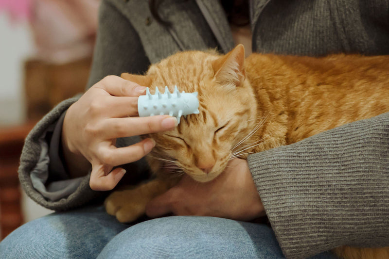Furr&Purr Cat Brush, Scratcher, and Massager - Indoor Cat Calming Care with Face Scratcher, Finger Brush (3-Pack, Made in USA) 3 Pack - New - PawsPlanet Australia