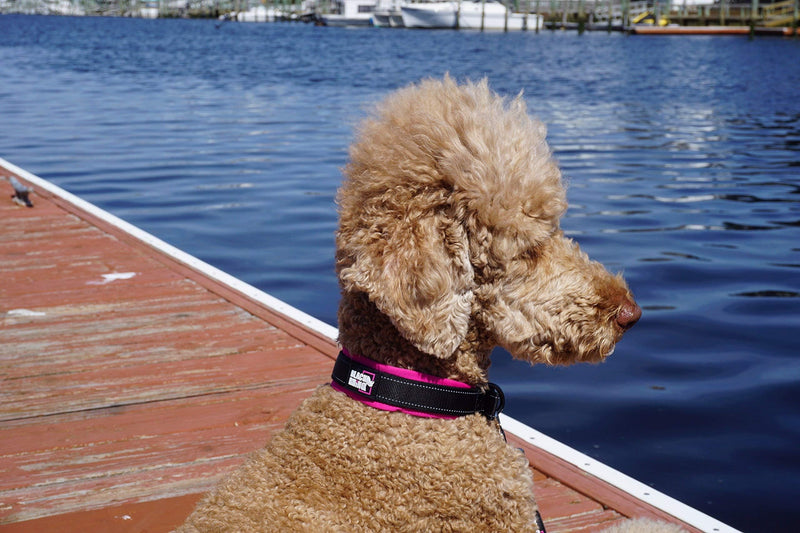 Black Rhino Dog Collars for Medium Dogs - Adjustable Reflective Heavy Duty Dog Collar with Ultra-Soft Neoprene Padding - Weatherproof, Durable, and Comfortable - Ideal for Active Dogs - Pink and Black Pink/Black - PawsPlanet Australia