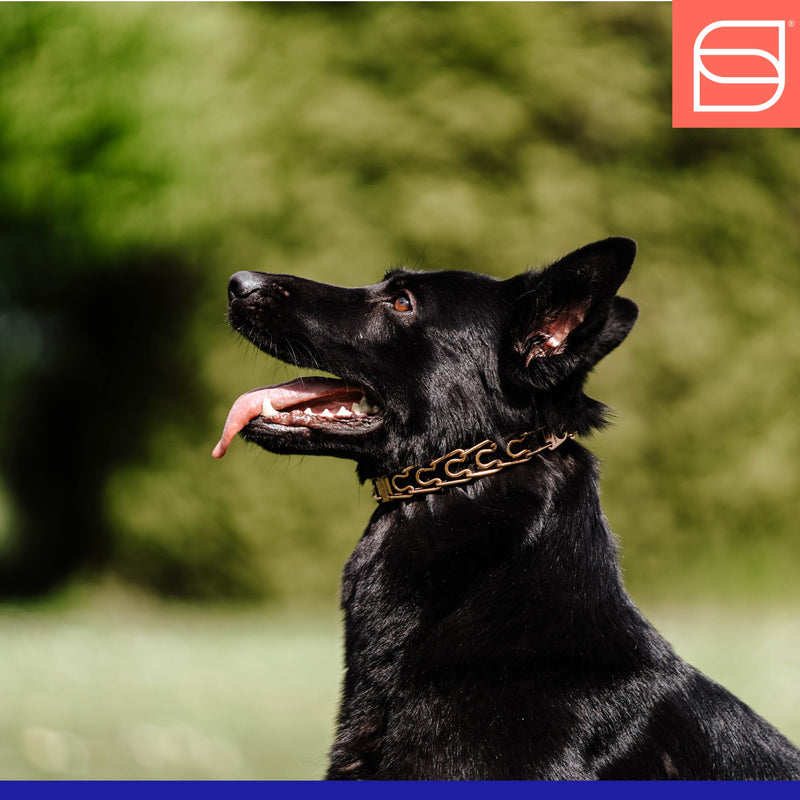 Herm. Sprenger Ultra-Plus Prong Dog Training Collar, Anti Pull Training Pinch Collar, CUROGAN (3.0 mm x 17" Neck Size; 20" Chain Length) - O-Ring Version - PawsPlanet Australia