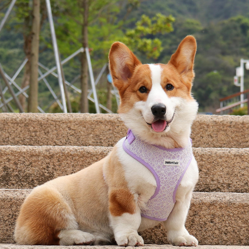 Lavender Lace Dog Harness with D-Ring Leash Clip Set,Adjustable Soft Padded and Cotton Fabric Pet Vest for Large,Medium and Small Dogs (Lanvender, Small) Lanvender - PawsPlanet Australia