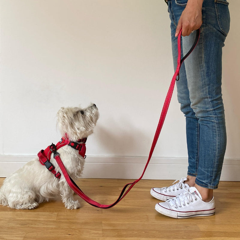 Barkridges® Premium Triple Handle Dog Lead Leash | Traffic Handle | Secured | Locking Clip | Padded Handle | Safety Reflective Strips | Comfortable for Small Medium Large Dogs (Black, 5 ft) Black - PawsPlanet Australia