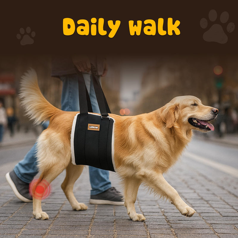 Dog Lift Harness – Adjustable Sling for Large Dogs Hind Leg Support – Comfortable Dog Support Harness for Back Legs – Recovery Sling for Dogs Elderly or Injured (Large (L)) Large (L) - PawsPlanet Australia