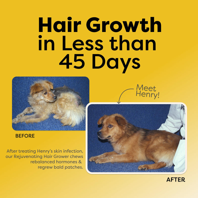 Doc Itchy Rejuvenating Hair-Grower Dog Pet Chews | 10mg Melatonin for Dogs | Hair Growth Booster | Senior Dog Energizer | Calming | Medical-Strength | Food Allergy Safe | Made in USA | 90 Count