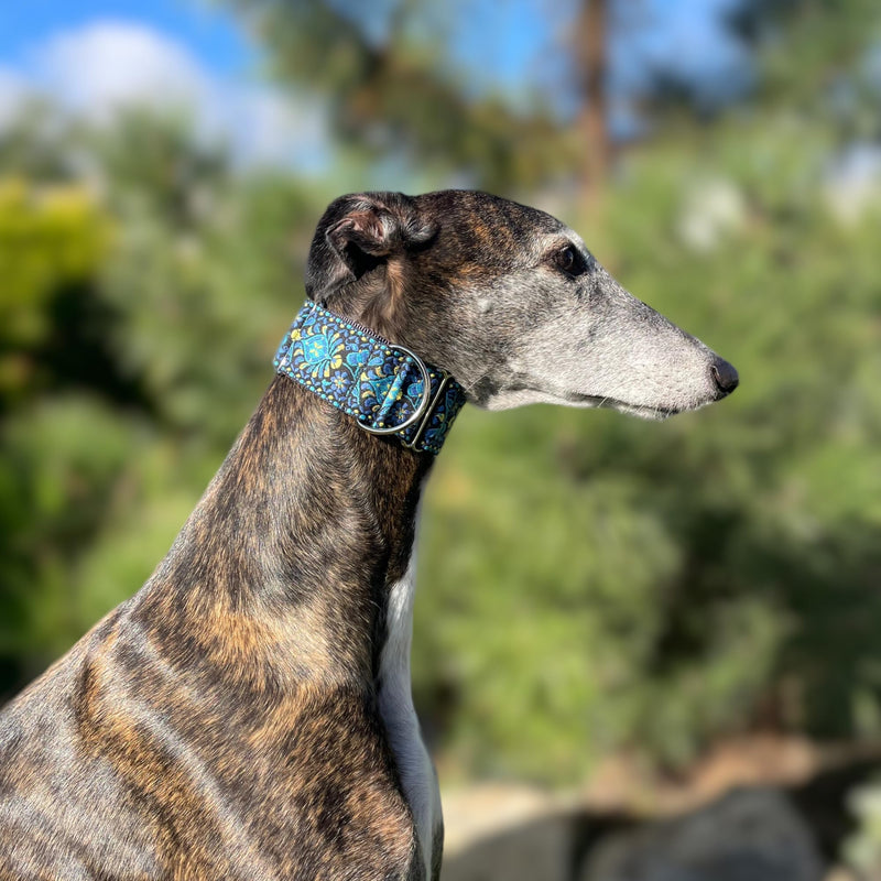 Martingale Dog Collar for Greyhound Saluki Whippet and Other Breeds with Similar Neck 2" Wide (11"-14") Matching Leash Available M 11"-14" - PawsPlanet Australia