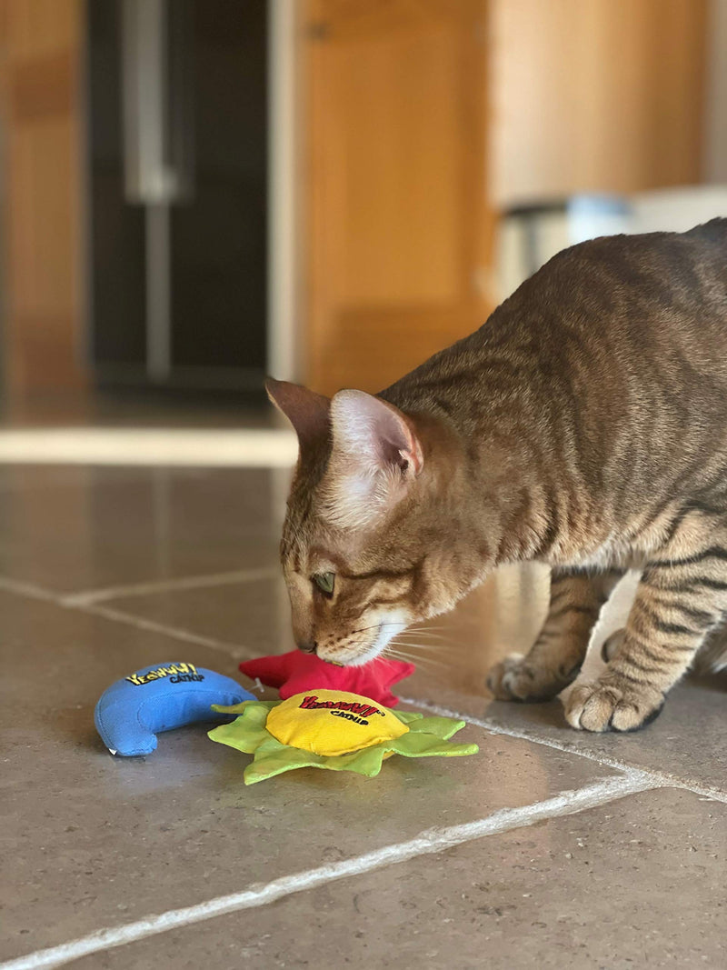 YEOWWW Rainbow Cat Toy Purple 3 Count (Pack of 1) - PawsPlanet Australia