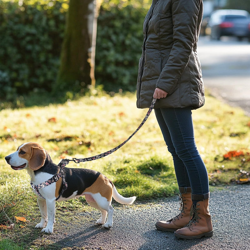 QQPETS Dog Harness Leash Set Adjustable Heavy Duty No Pull Halter Harnesses for Small Medium Large Breed Dogs Back Clip Anti-Twist Perfect for Walking - PawsPlanet Australia