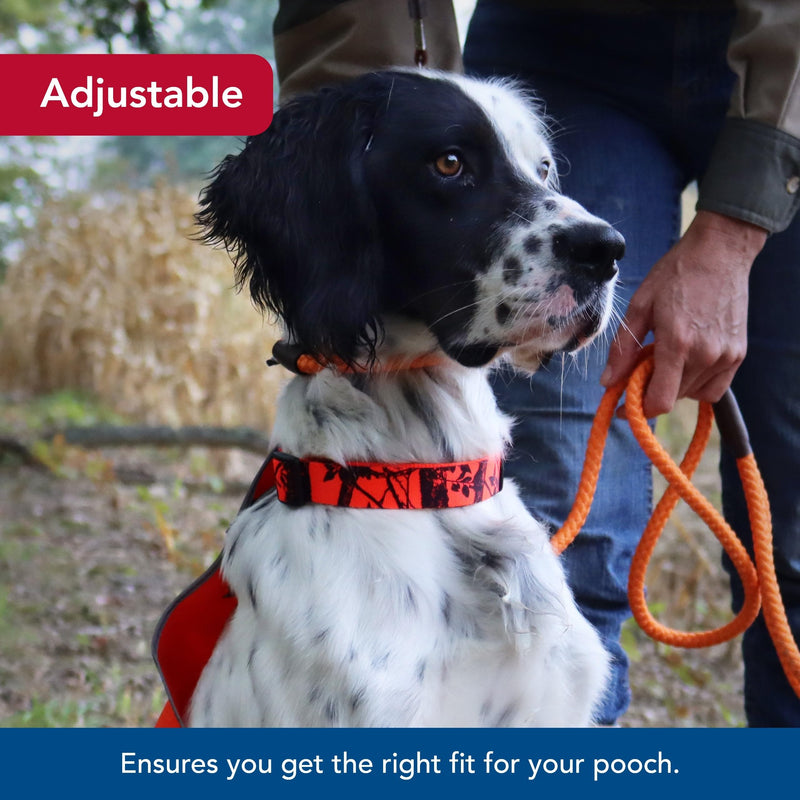 Coastal Pet - Water & Woods Blaze Adjustable Patterned Dog Collar by Coastal Pet - Durable Snap-Lock Buckle - Highly Visible with Forest Silhouette Pattern - Orange Tree, Medium - 1" x 14"-20" Medium - 1" x 14"-20" (Pack of 1)