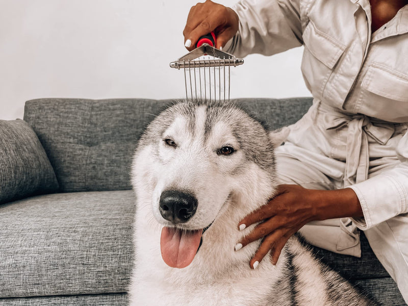 Tuff Pupper Dog Undercoat Rake Tool | Easily & Safely Remove Dead, Matted Or Knotted Hair | Ergonomic Dematting Comb For Thick Coats | Non-Slip Safety Handle Provides Precision Control Against Knots Dematting Rake - PawsPlanet Australia