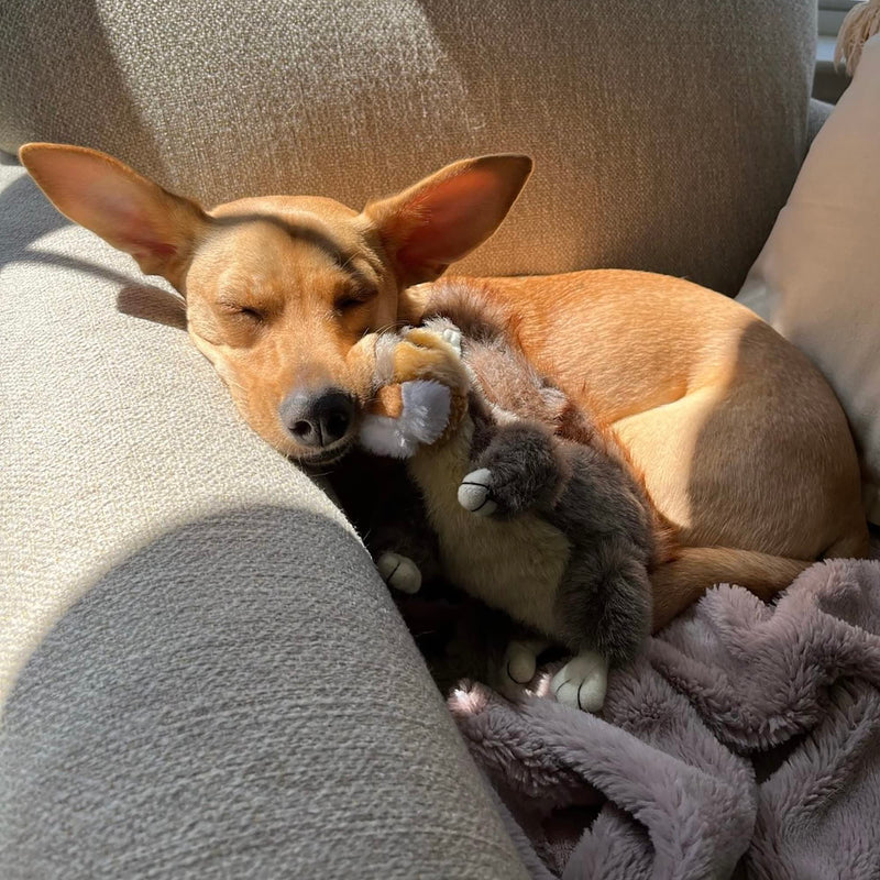 RUFFIN' IT Reaowazo Woodlands Plush Squirrel Dog Toy, Small youth large / 11-13 - PawsPlanet Australia