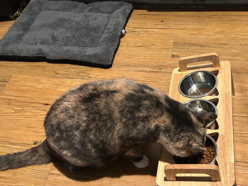 Elevated Cat Food Bowl, 3 Stainless Steel Raised Cat Bowls with Stand, 15°Tilted Cat Bowl for Small Dog, Cat Food and Water Bowl Set, Anti Vomitting, Whisker Fatigue and Dishwasher Safe - PawsPlanet Australia