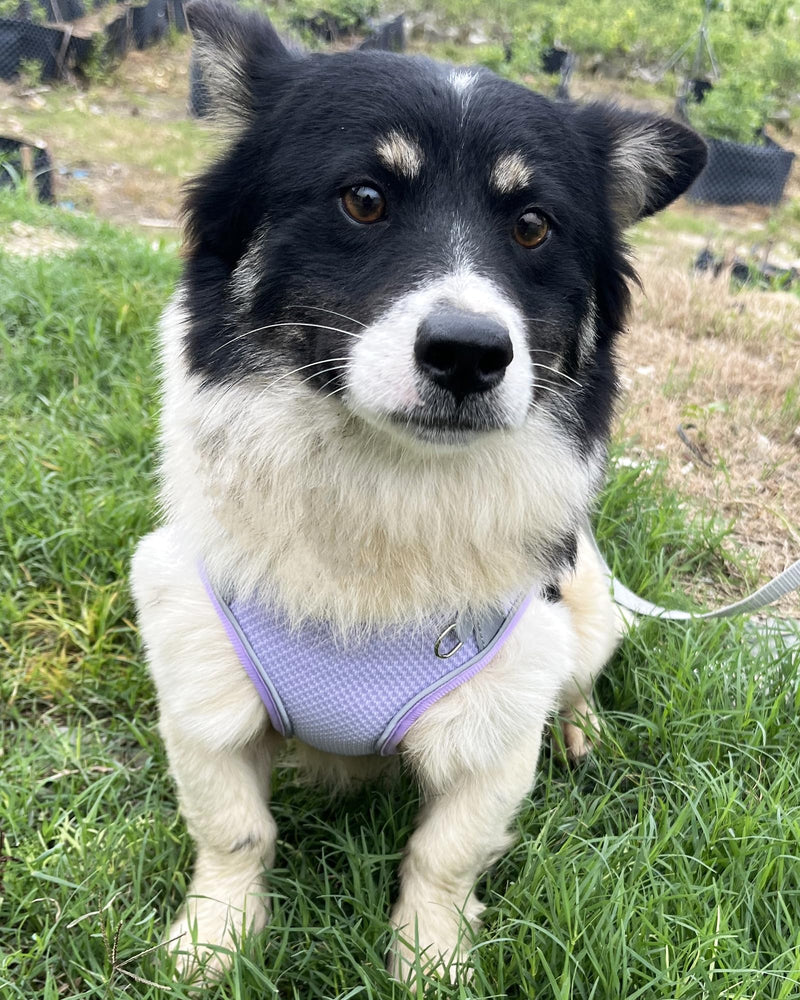 Dog Harness for Small Medium Sized Dog, Step in Puppy Harness and Leash Set Training Walking. (Purple, XS) Purple - PawsPlanet Australia