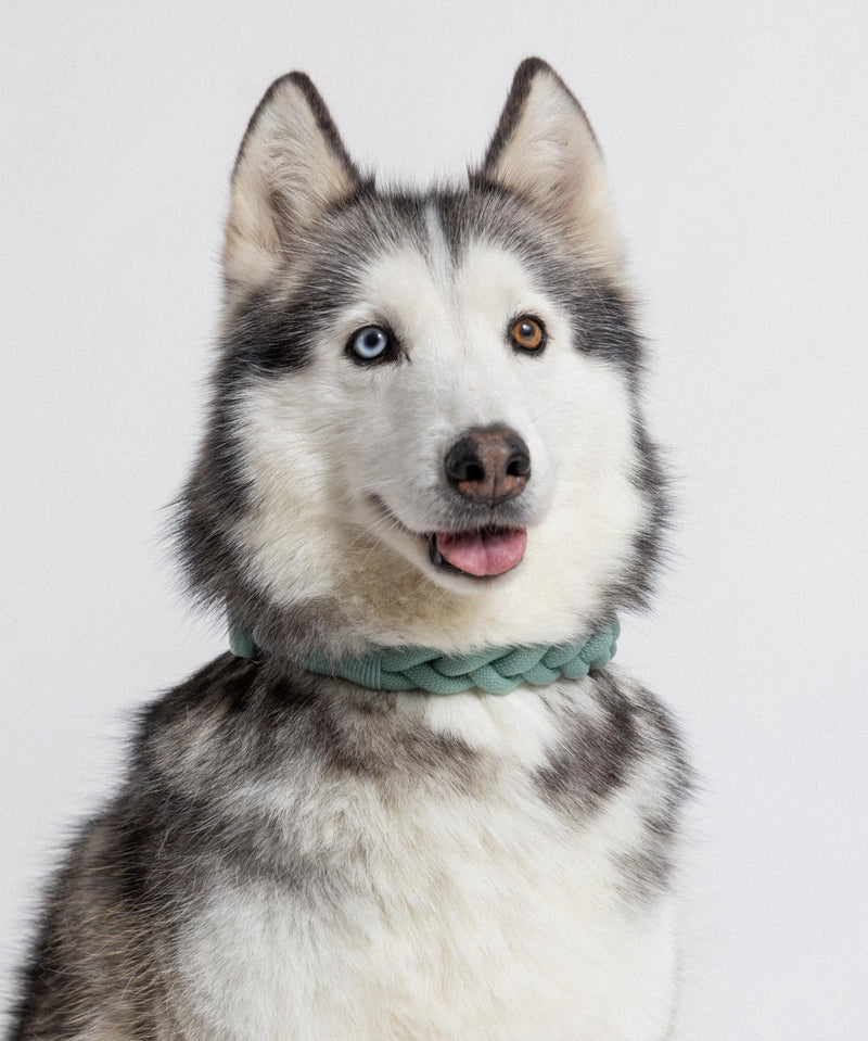 2026 New Edition, Fei & Eve Hand-Braided SP Cotton Martingale Collar – No-Pull, Gentle Design for Dog Neck – No Buckle, Heavy-Duty & Secure – The Thoughtful Gift for Dog Lovers, Small, Green S - PawsPlanet Australia