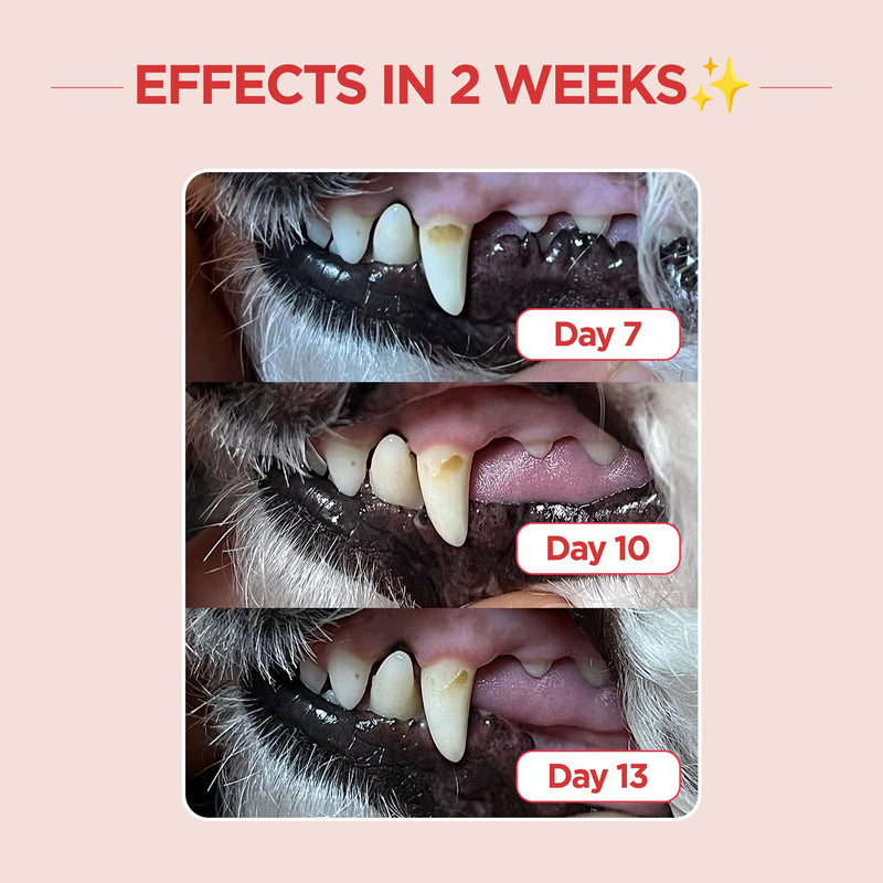 JAYU PET Dental Care Brush (Edge Bristles) 1ea - Micro Round Head Dog Toothbrush, Cat Toothbrush, Dental Care, Perfect for Kitten & Small Breed with End-tuft Diagonal-Shaped Bristle & Easy Grip Handle Edge Bristles 1 Count (Pack of 1) - PawsPlanet Australia