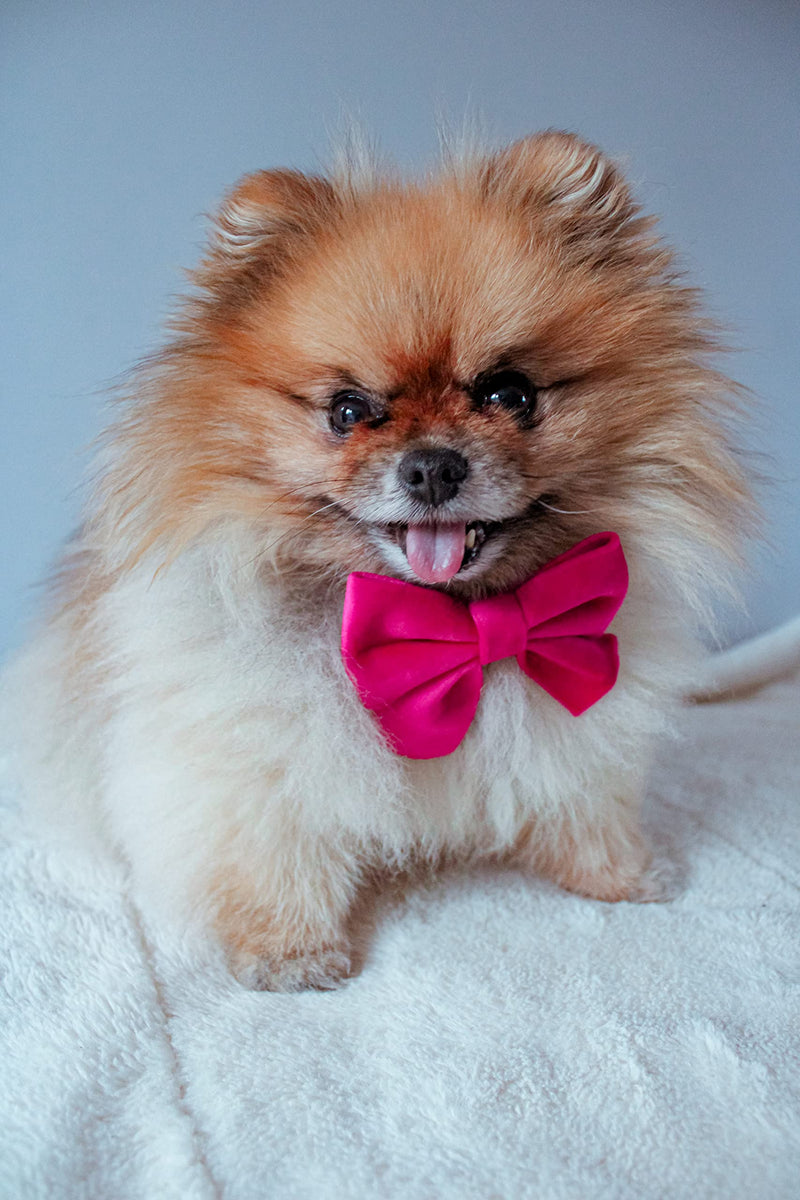 Pretty in Pink Velvet Adjustable Dog Collar With Detachable Backed Bow Tie(Extra Small) Extra Small - PawsPlanet Australia