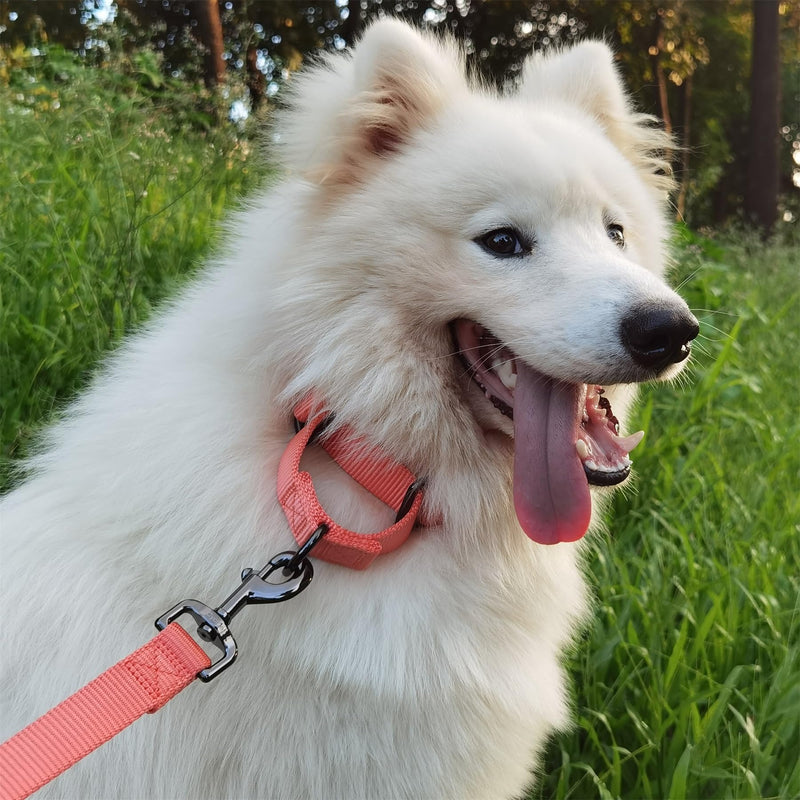 Premium Nylon Adjustable Anti-Escape Martingale Dog Collars,Durable,Comfort and Silky Dog Collar with Hardware D-Ring for Large Dogs Walking,Training,etc...(Living Coral, Large) Living Coral - PawsPlanet Australia