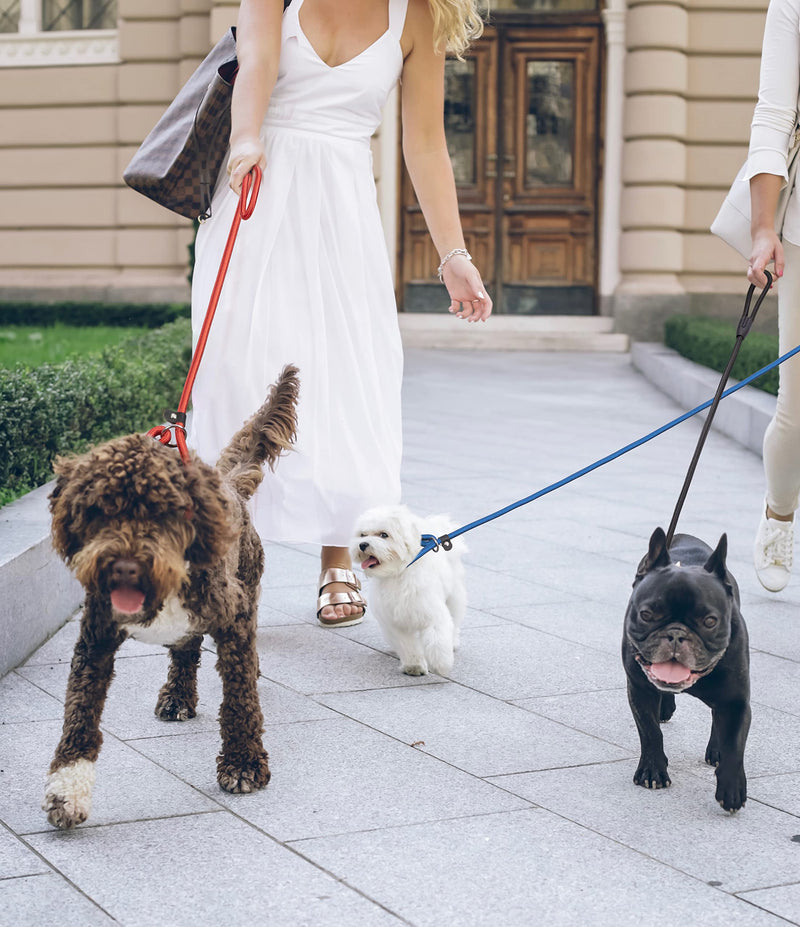5pcs Slip Lead Dog Leash,Strong Nylon Rope Leash,Training Leash for Large Medium and Small Dogs - PawsPlanet Australia