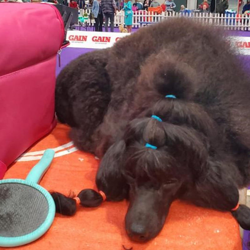 Masterclip Super Slicker Dog Brush – Oval Head with Flexi-Pins for Shedding & Detangling – Ideal for Curly, Double & Long Coats