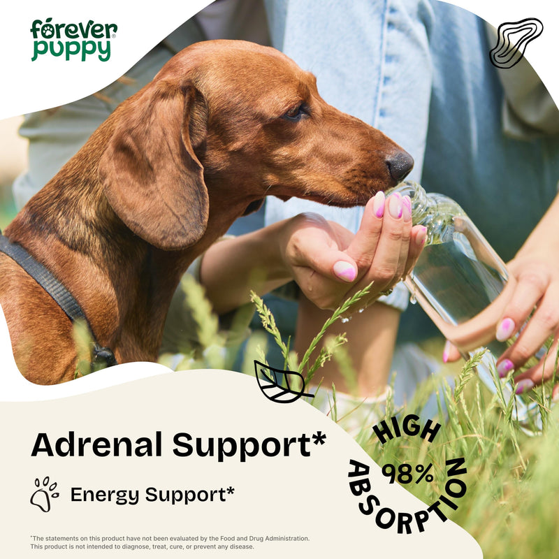 Adrenal Support for Dogs - Calming Drops for Dogs w/Liquid Ashwagandha & Schisandra Berry - Adrenal Drops for All Breeds & Sizes - Liquid Dog Vitamins and Supplements for Adrenal Health - 2 oz - PawsPlanet Australia