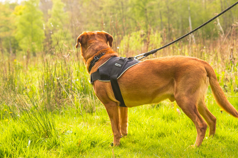 Mountain Paws Extra Tough Dog Harness | To Fit Chest Sizes 45–108cm, With Central Grab Handle And Reflective Piping Extra Large - PawsPlanet Australia