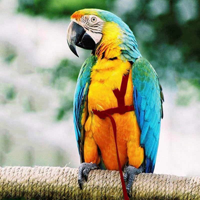 2 pcs Pet Parrot Bird Harness and Leash, Adjustable Training Design Anti-Bite, Outdoor Flying Training Rope Kit for Bird Parrots Fits Birds Chest Between24-51cm /9.45-20inch - M (red red - PawsPlanet Australia