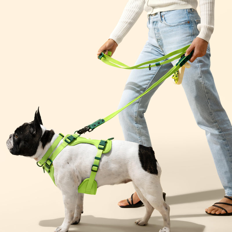 WLK1006B-5SET Luna Large 8FT Adjustable 6-in-1 Waterproof Hands-Free Leash and Collar with LED Flashlight, Bag Dispenser, and Poop Bag Holder, Mojito Light Green/Dark Green Large (Up to 80 lbs) - PawsPlanet Australia