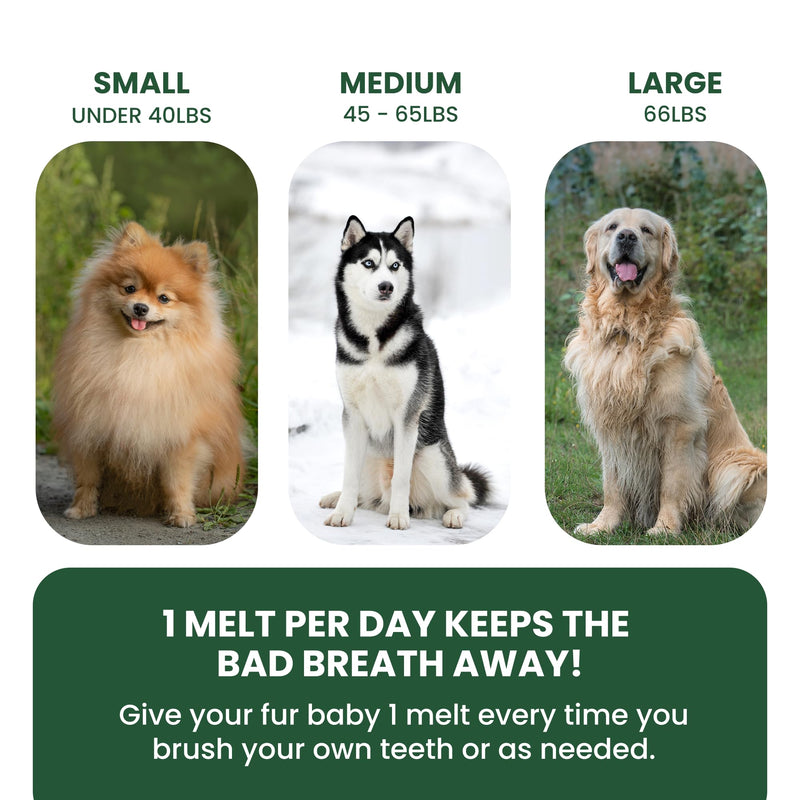 Dog Breath Freshener 5 in 1 – 30 Oral Strips – Natural Sage, Spirulina, Apple Cider Vinegar – Dogs Dental Care Products, Fresh Breath & Oral Hygiene Support – No Chew Dog Breath Mints 30 Strips - PawsPlanet Australia