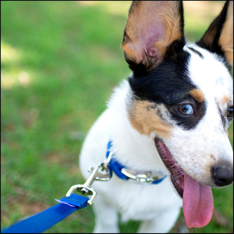 Country Brook Petz - Premium Nylon Dog Collar with Metal Buckle for Small Medium Large Breeds - 10+ Cool Colors (Small, 3/4 Inch, Bright Royal Blue) Small (Pack of 1)