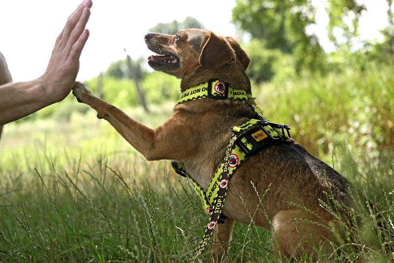 Dingo DO NOT PET Guard Harness Adjustable Safe Control Caring for Special Dog Needs Black/Yellow Size L 95378 YELLOW - PawsPlanet Australia