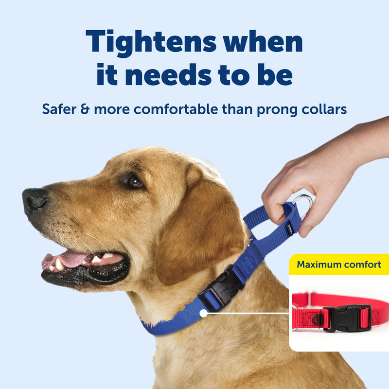 PetSafe Martingale Dog Collar with Quick-Snap Buckle - Large, 1 Inch, Raspberry - PawsPlanet Australia