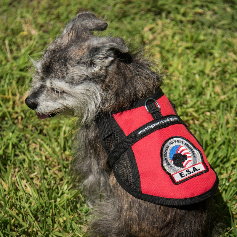 Premium Emotional Support Dog Vest | ESA Dog Vest | Mesh Cooling Panel | Emotional Support Animal Harness | Includes 5 Federal Law ESA Handout Cards (14" - 17" Girth, Red) Fits 14" - 17" Girth - PawsPlanet Australia