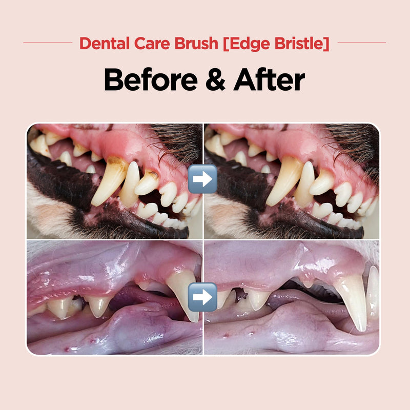 JAYU PET Dental Care Brush (Edge Bristles) 1ea - Micro Round Head Dog Toothbrush, Cat Toothbrush, Dental Care, Perfect for Kitten & Small Breed with End-tuft Diagonal-Shaped Bristle & Easy Grip Handle Edge Bristles 1 Count (Pack of 1) - PawsPlanet Australia