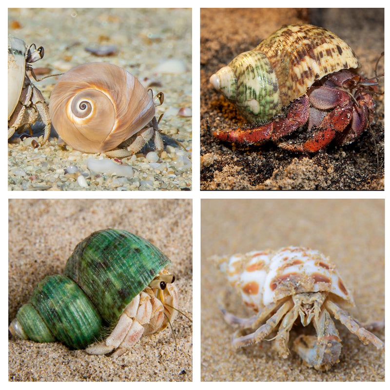 5PCS Hermit Crab Shells | Natural Sea Conch Size 2.1" - 2.8", Opening Size 0.9" - 1.5" | Medium Large Turbo Seashells for Hermit Crab Supplies and Beach Decoration Sea Shell - PawsPlanet Australia