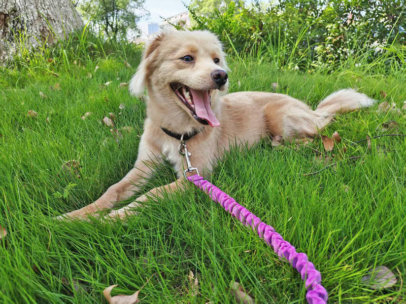 Bungee Dog Leash- 5FT Shock Absorbing & Reflective Nylon Leash| Anti-Pull Training for Small/Medium Dogs | 2cm Wide, 6 Colors (Black) Black - PawsPlanet Australia