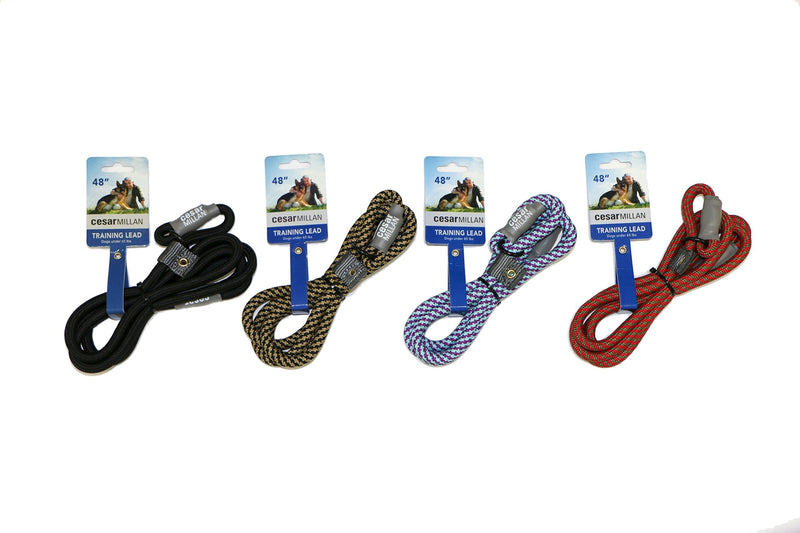 Cesar Millan Slip Lead Leash™ - 2-in-1 Slip Collar Dog Training Lead & Collar | Heavy Duty Durable Weatherproof Rope Leash, No Pull Training | Length 4ft Diameter 4/10”(Regular, Aqua/Purple) Regular - PawsPlanet Australia