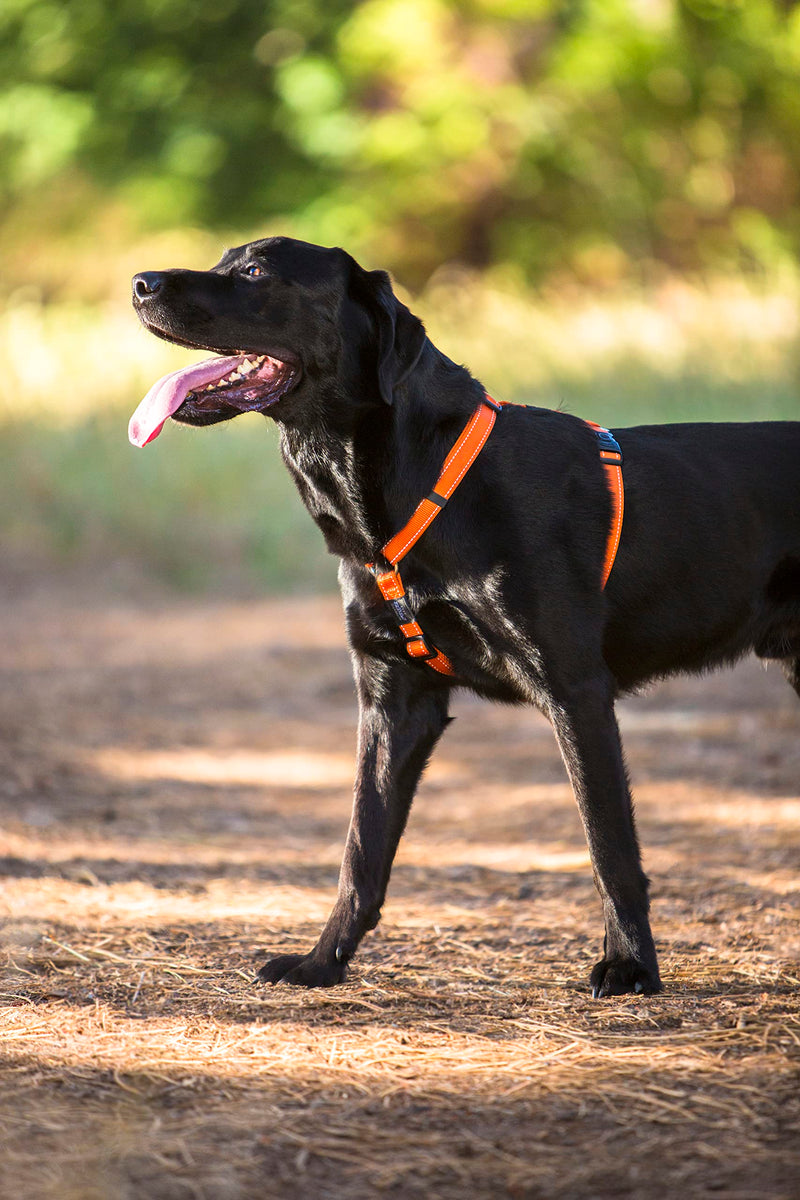 Reflective Adjustable Dog H Harness for Large Dogs; matching collar and leash available, Yellow - PawsPlanet Australia