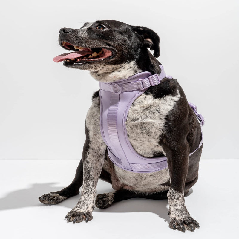 Wild One Harness 2.0 - Extra Small - Lilac - PawsPlanet Australia