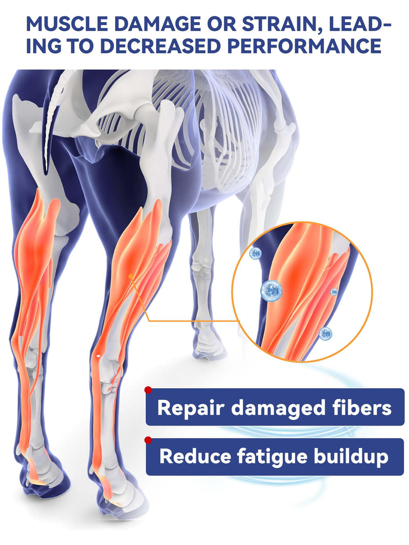100-Day Supply Equine Body Repair Protein Supplement-Amino Acids Speed up Muscle Recovery After Exercise Promote Healthier Joints Big Tub