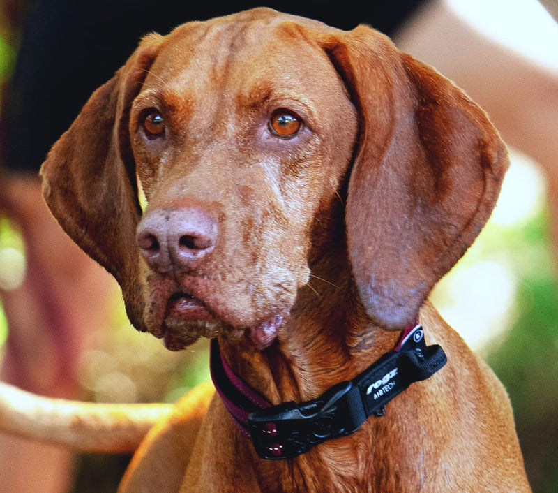 Rogz Airtech Classic Dog Collar Medium - Rock Red - PawsPlanet Australia