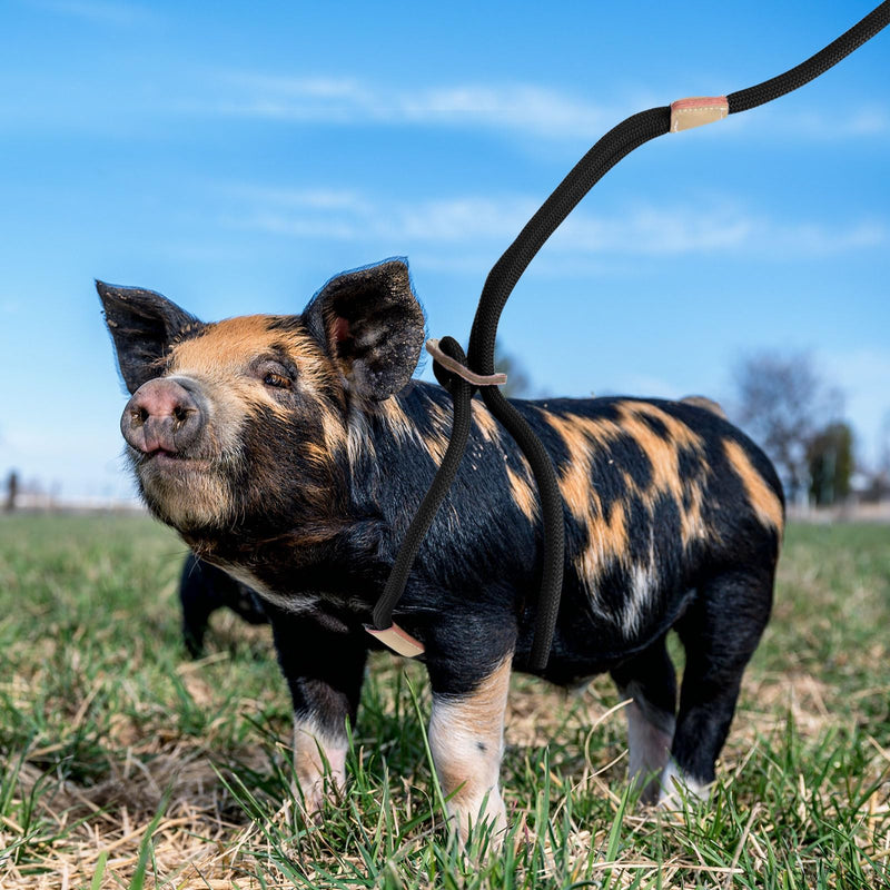 Pig Harness, Adjustable 8 Feet Leash for Small to Medium Pet Pigs